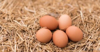 Slepičky  Wyandotky zdrobnělé na vajíčka i na okrasu - 14