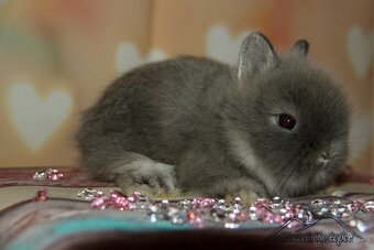 Zakrslí králíčci Teddy s VP -> doprava po ČR zajištěna - 14