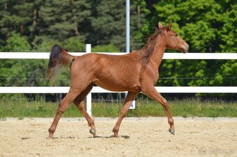Sportovní klisna KWPN s TOP původem - 14