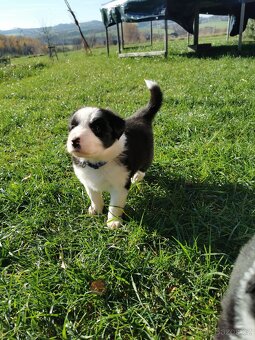 Štěňata Border Kolie - 14