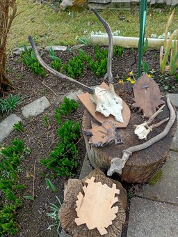 Staré Poškozené Trofeje - 14