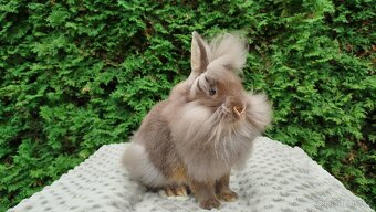 Zakrslý králík, králíček-NATANIEL - 14