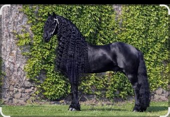 Fríský hřebeček - 14