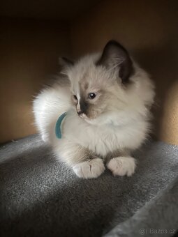 Koťátka Ragdoll - 14