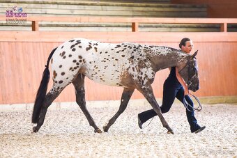 Appaloosa roční klisna - HOMOZYGOT na černou a LP - 14