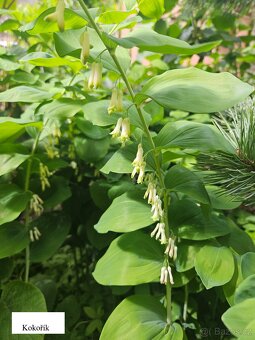 Přebytky ze zahrady - 14