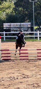 Klisna do sportu a chovu - 14