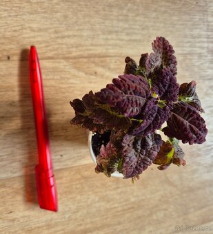 AFRICKÉ OKRASNÉ KOPŘIVY COLEUS - rostlinky - 14