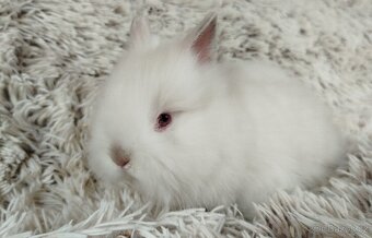 Zakrslý králíček, králík-(TEDDY)-HERBERT A HEIDY - 14