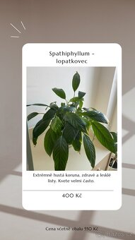 ⭐️ VÝPRODEJ 26 POKOJOVEK (Monstery, Dracény, Fíkusy, ......) - 14