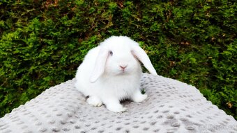 Zakrslý beránek, králíček, králík - TYMIÁN - 14