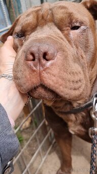 ARES K ADOPCI - zlomená něžná dušička - 14