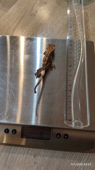 Pagekon řasnatý - mláďata na prodej - 14