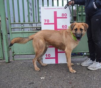 DONALD K ADOPCI - 2,5 ROKU, AKTIVNÝ,PŘÁTELSKÝ,VHODNÝ K RD - 14