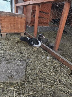 Kohouti a kachna pižmovky - 14