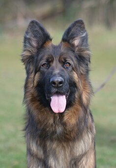 Německý ovčák s PP - 14