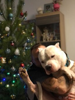 American Bully XL originální původní krev rodokmen ABKC USA - 14