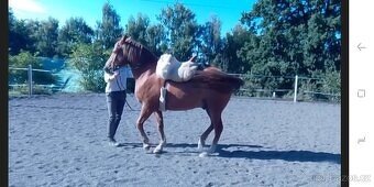 Vycvičený mladý valach - 14