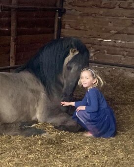 Lusitano hřebec PSL 1 a půl roku - 14