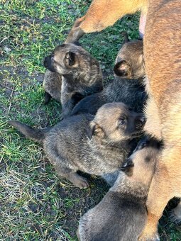 Belgický ovčák Malinois X německy ovčák - 14