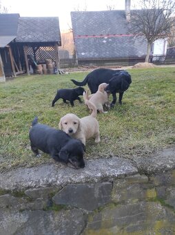 Prodej  štěňat - 14