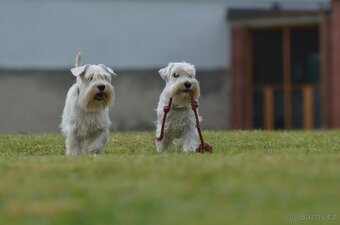 knírač malý bílý - krycí pes - 14