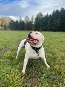 Krytí American Bully standard - 14