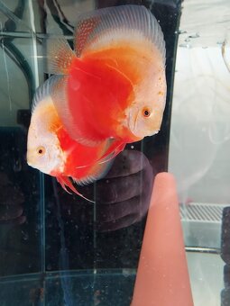 Discus - Terčovec - 14