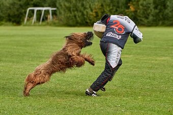 Briard štěňátka s PP - 14