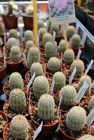 Kaktusy, sukulenty Strážnice - 14