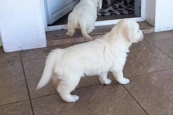 Štěňata zlatého retrívra - 14