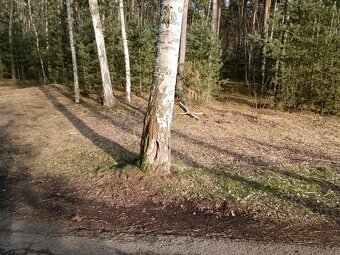 Pronájem zahrady 40 km od Prahy, Poděbrady, jezero, les - 14