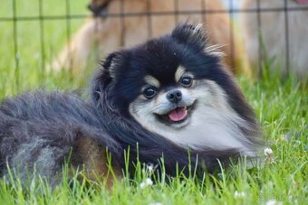 Pomeranian - 14