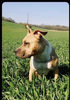 Americký stafordšírský teriér - 14