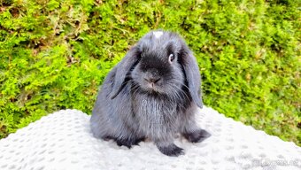 Zakrslý beránek, králíček, králík - ELLA - 14
