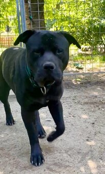 ARGO K ADOPCI - hledá spřízněnou duši - 14