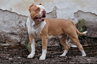 American bully - krytí - 14