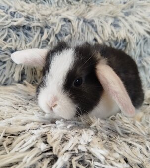 Minilop - anglický zakrslý beránek s VP - 14