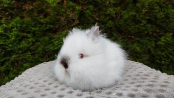 Zakrslý králík, králíček -(TEDDY)-ONŘEJ A OTA - 14