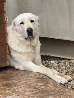 Středoasijský pastevecký pes - SAO - 14