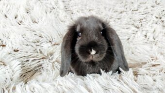 Zakrslý beránek, králík, králíček - PEGGY - 14