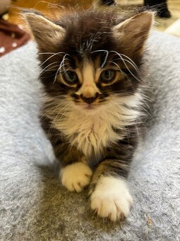 Maine coon mačiatka - 14