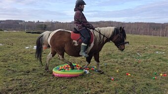 Huculská klisna, hucul, homozygotní Tobiano, pony, malý kůň - 14