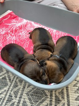 Jezevčík drsnosrstý - 14