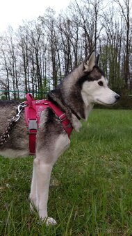 Sibiřský husky bez PP - poslední 3 kluci - 14