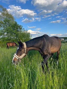 Pastevní ustájení v klidné rodinné stáji od JARA - 14