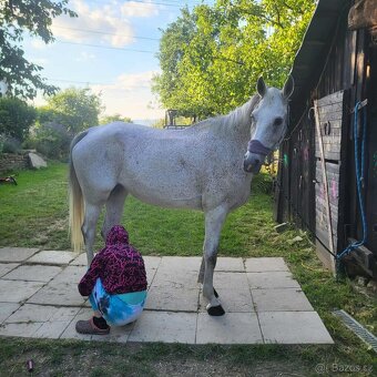 Predám kobylku Shagya Arab má 14r výška 175cm má pás a pôvod - 14