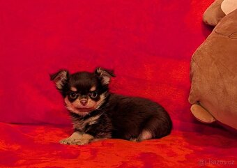 Čivava dlouhosrstá s PP- pejsci a fenky - 14