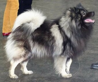 Německý špic vlčí prodám štěňata s PP - hlídač a společník - 14