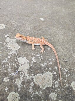 agama vousatá, terárium - 14